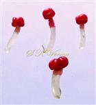   3 normal and 1 large male fl. with 2 terminal anthers